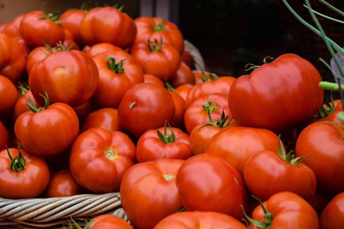 ¡Increíble! Los tomates españoles están perdiendo su sabor en el mercado europeo.- Últimas noticias Ecuador