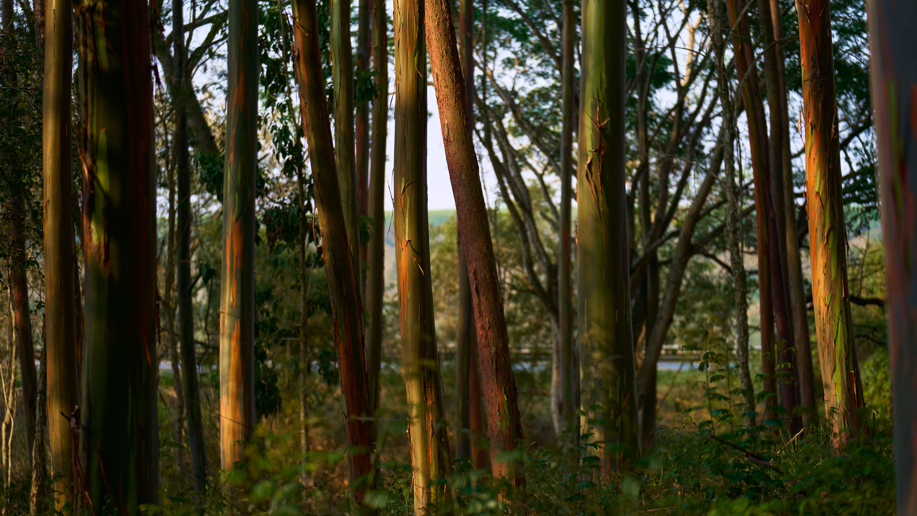 Descubren el lado oscuro de la reforestación: los bosques de eucalipto de Apple- Últimas noticias Ecuador