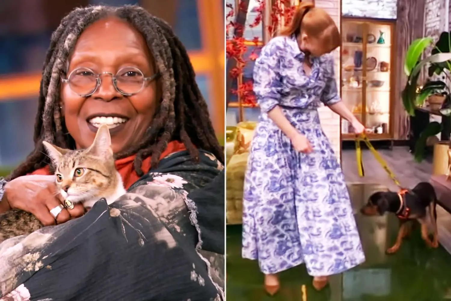 Un cachorro aterrorizado abandona el set de The View, ¡descubre por qué!- Últimas noticias Ecuador